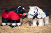 HKM Starter Kit - Cuddle Pony (Red or Navy)